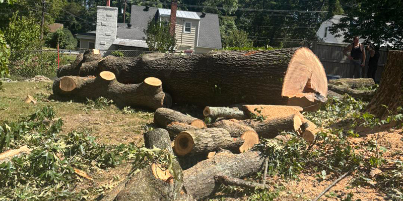 Tree removal project