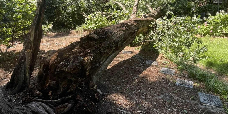 Tree disease control